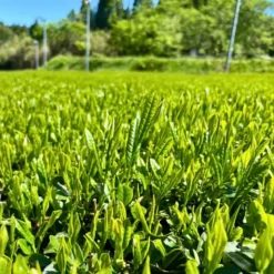 Hamasa Uji Shiage Tencha - Hele Matcha Blade 50g