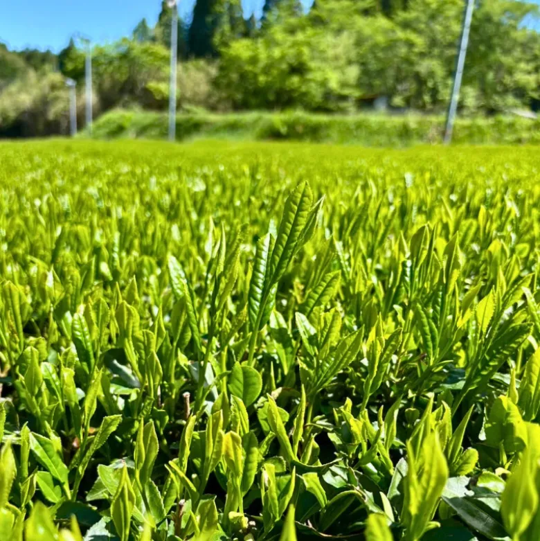Matcha Te Hamasa Culinary Grade 40g