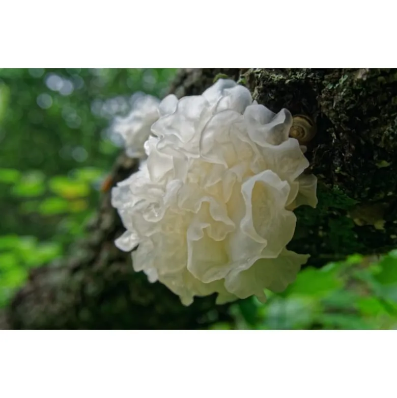 White Fungus Shiro Kikurage Svampe 100g